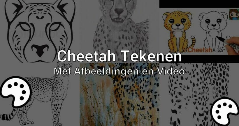 cheetah tekenen