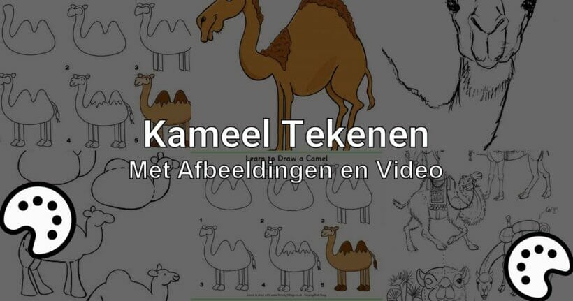 kameel tekenen